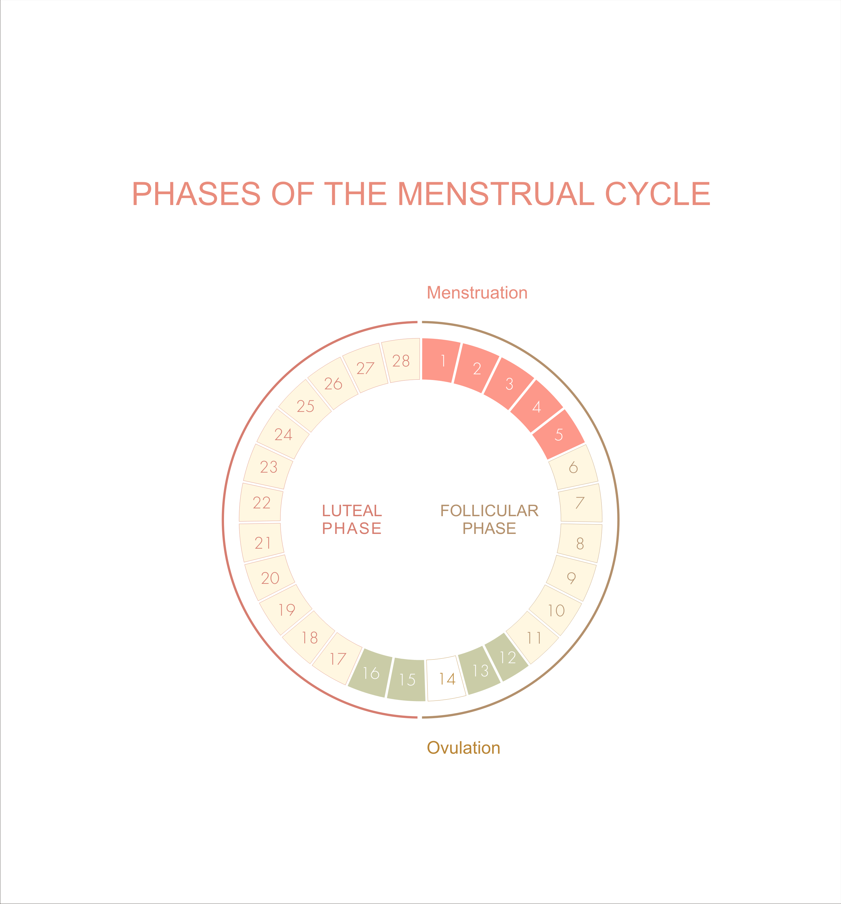 Menstrual phases chart